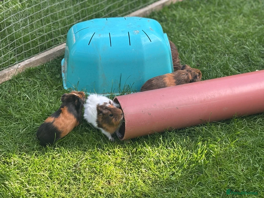 Guinea Pig rodents for sale: 3 bonded boys - Advert 7