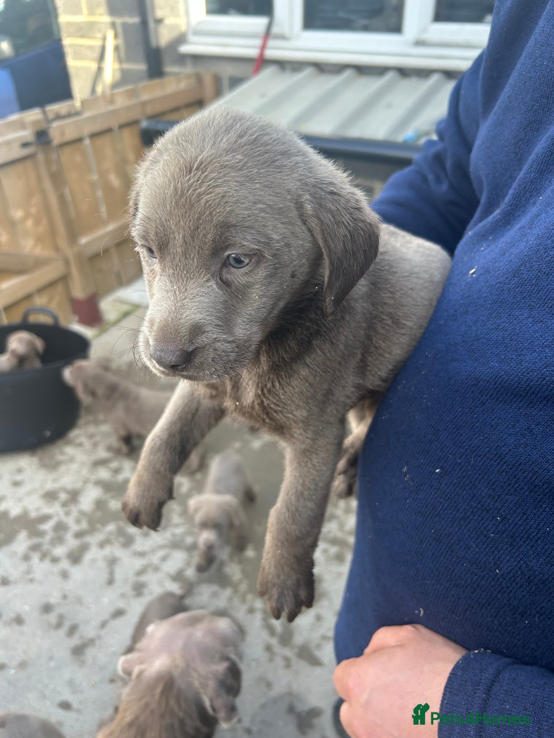 Labrador Retriever dogs for sale: Silver Labrador  - Image 19