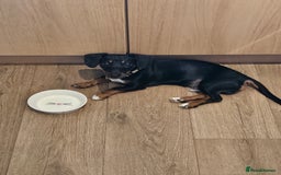 Mixed Breed dogs for sale: Lovely Jimmy needs a new home ASAP. - Image 6