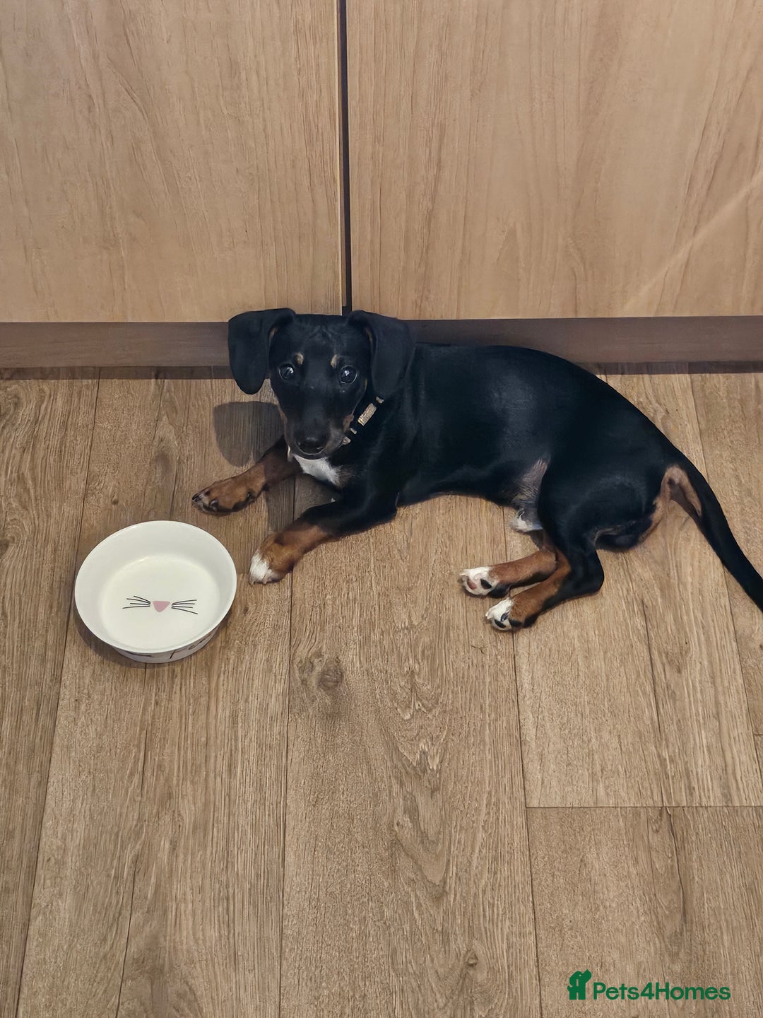 Mixed Breed dogs for sale: Lovely Jimmy needs a new home ASAP. - Image 6