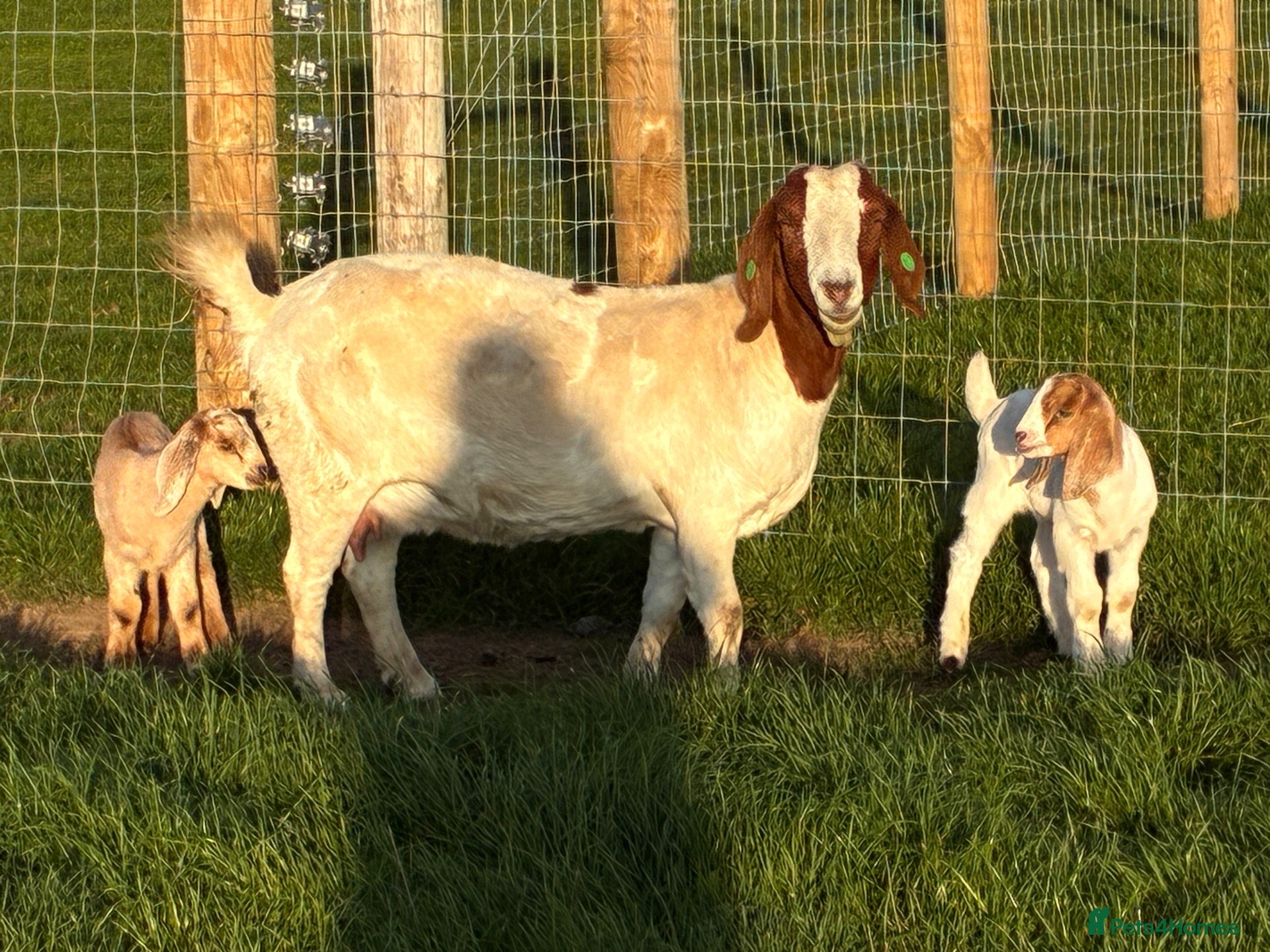 Goats livestock Boer Nannie with twins.  - Advert 11