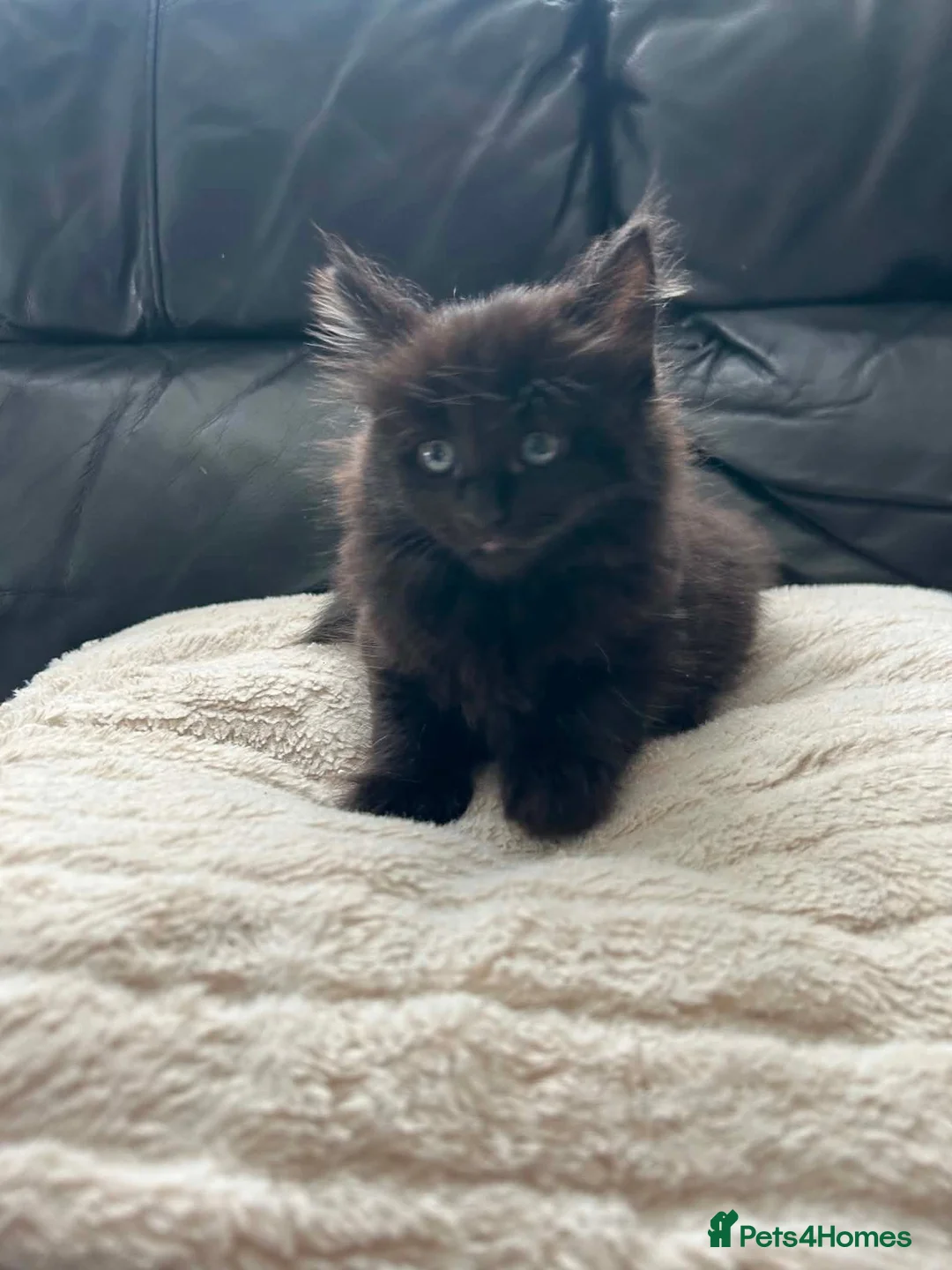 RagaMuffin cats for sale: Black Ragamuffin Kitten - Advert 4