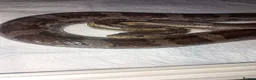 Corn Snake reptiles for sale: Corn snake for sale  in Wigan - Advert 2
