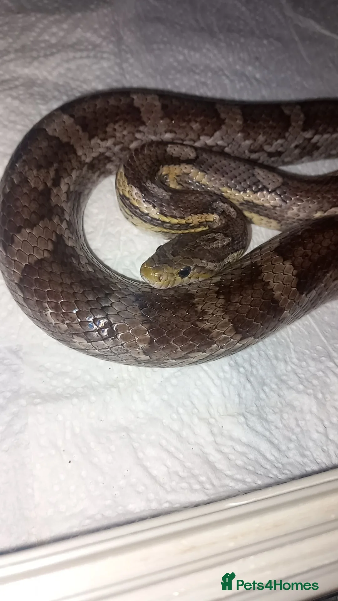 Corn Snake reptiles for sale: Corn snake for sale  in Wigan - Advert 2