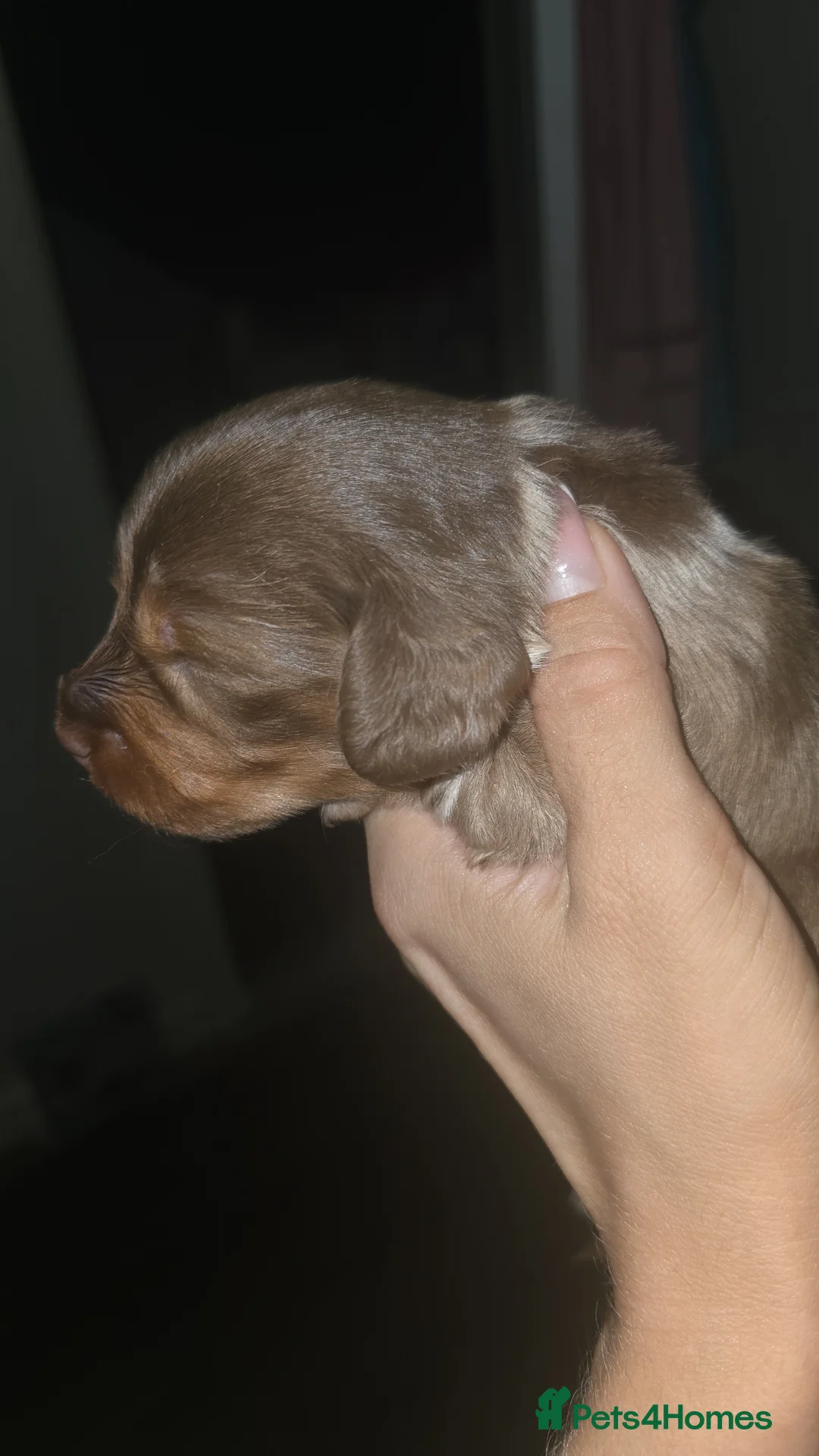 Miniature Dachshund dogs for sale: Adorable girl - Advert 2