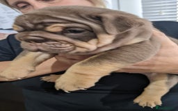 English Bulldog dogs for sale: Forever homes  - Image 15