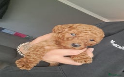 Cockapoo dogs for sale: 2 beautiful toy cockapoos  - Image 6