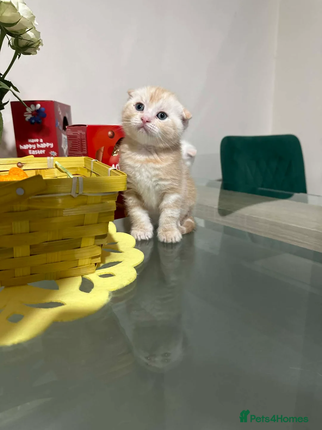 Scottish Fold cats for sale: Adorable scottish fold and straight kittens - Advert 2