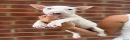 English Bull Terrier dogs for sale: ENGLISH BULL TERRIER PUPPYS - Advert 16