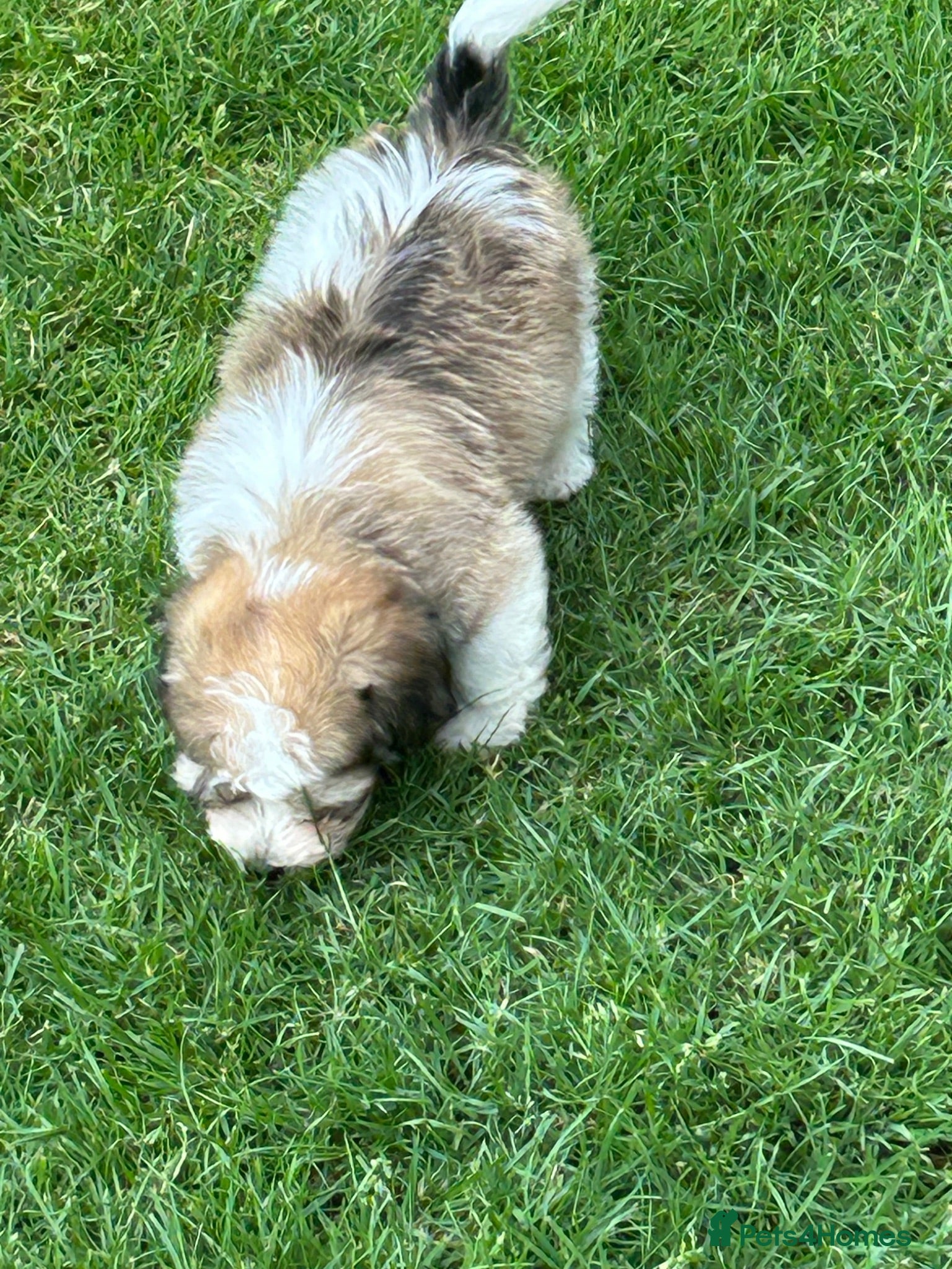 Havanese dogs 8 Exceptional colours KC reg Havanese puppies  - Advert 1