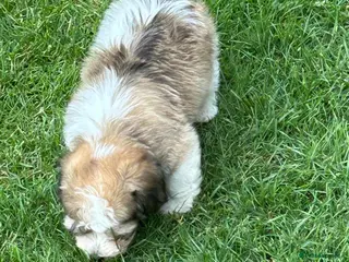 Havanese dogs 8 Exceptional colours KC reg Havanese puppies - Advert 1