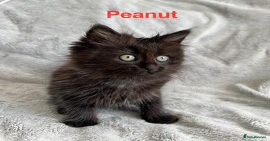 Persian cats - Advert 1