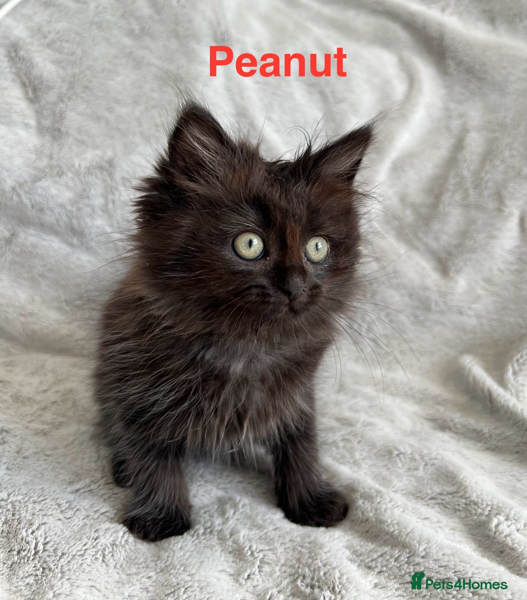 Persian cats for sale: **Last 2** Stunning litter of Persian/Ragdolls - Image 2