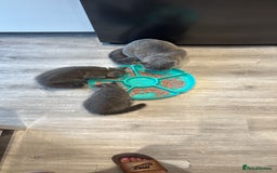 British Shorthair cats for sale: British Shorthair kittens (2 boys) - Image 5