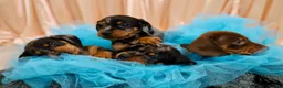 Dachshund dogs for sale: Adorable Dachshund Puppies Ready for Forever Homes - Advert 25