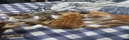 British Shorthair cats for sale: Beautiful ginger tabby boys, ready now - Advert 2
