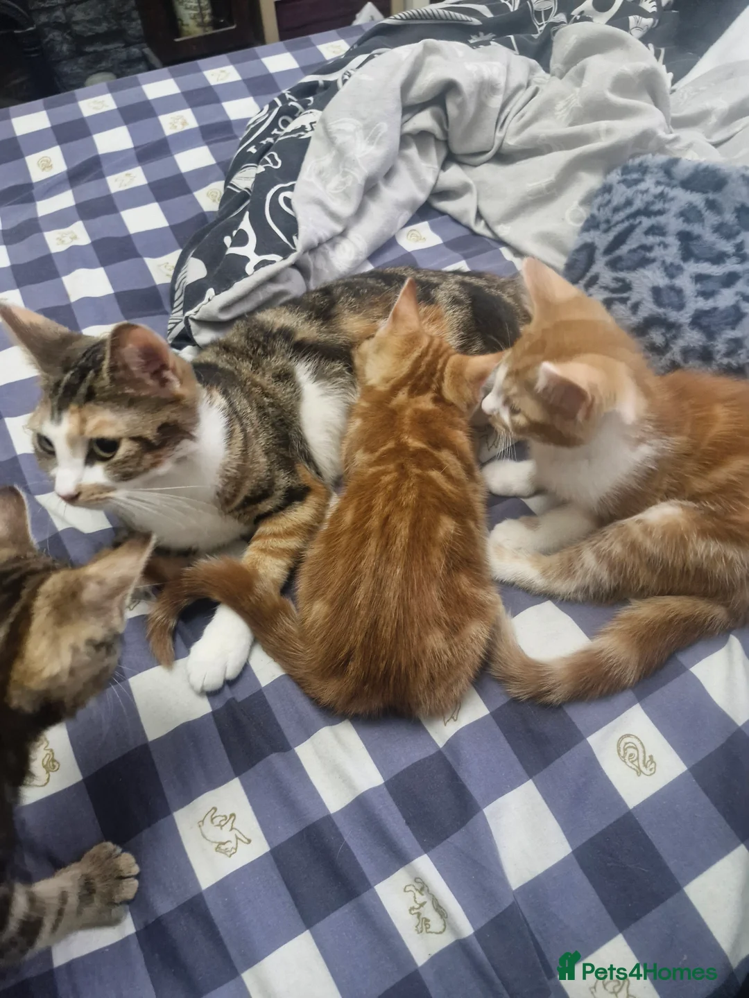 British Shorthair cats for sale: Beautiful ginger tabby boys, ready now - Advert 2