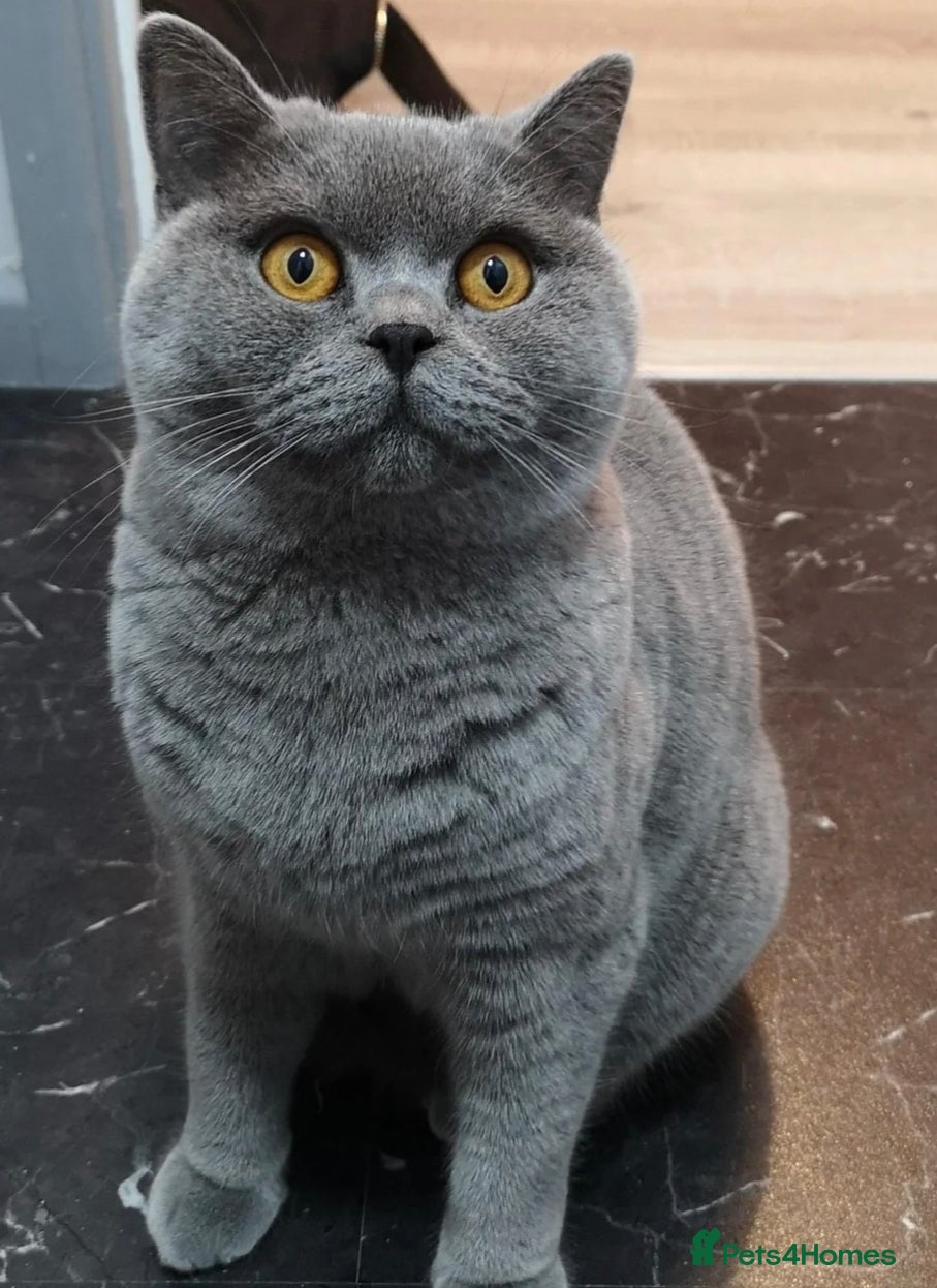 Domestic Shorthair cats Bengal cross tabby  - Advert 2