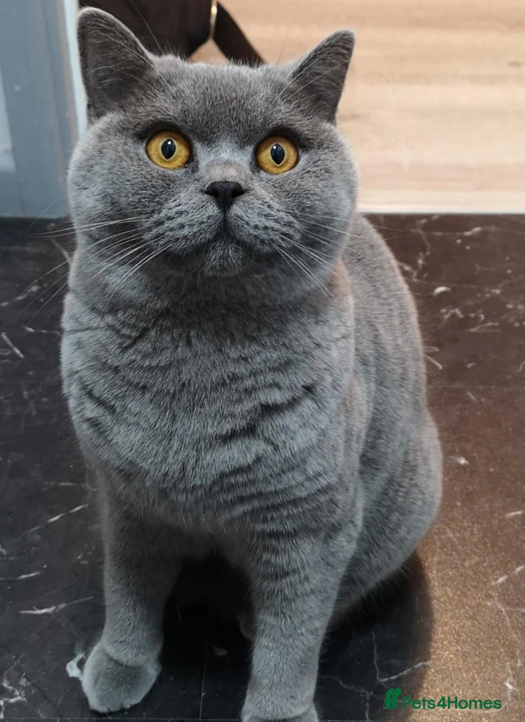 Domestic Shorthair cats for sale: Bengal cross tabby  - Advert 1