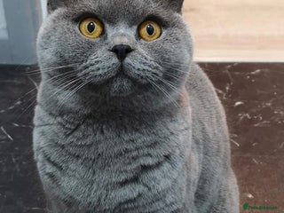 Domestic Shorthair cats Bengal cross tabby - Advert 3