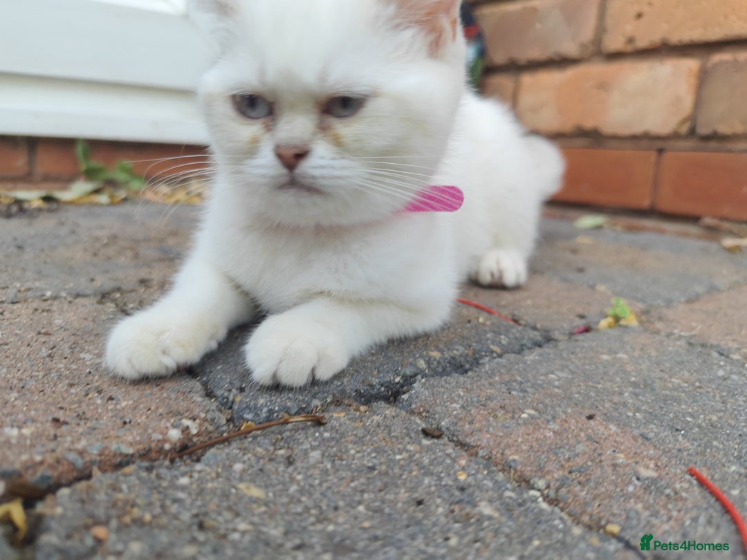 British Shorthair cats for sale: British short hair pure breed - Image 20