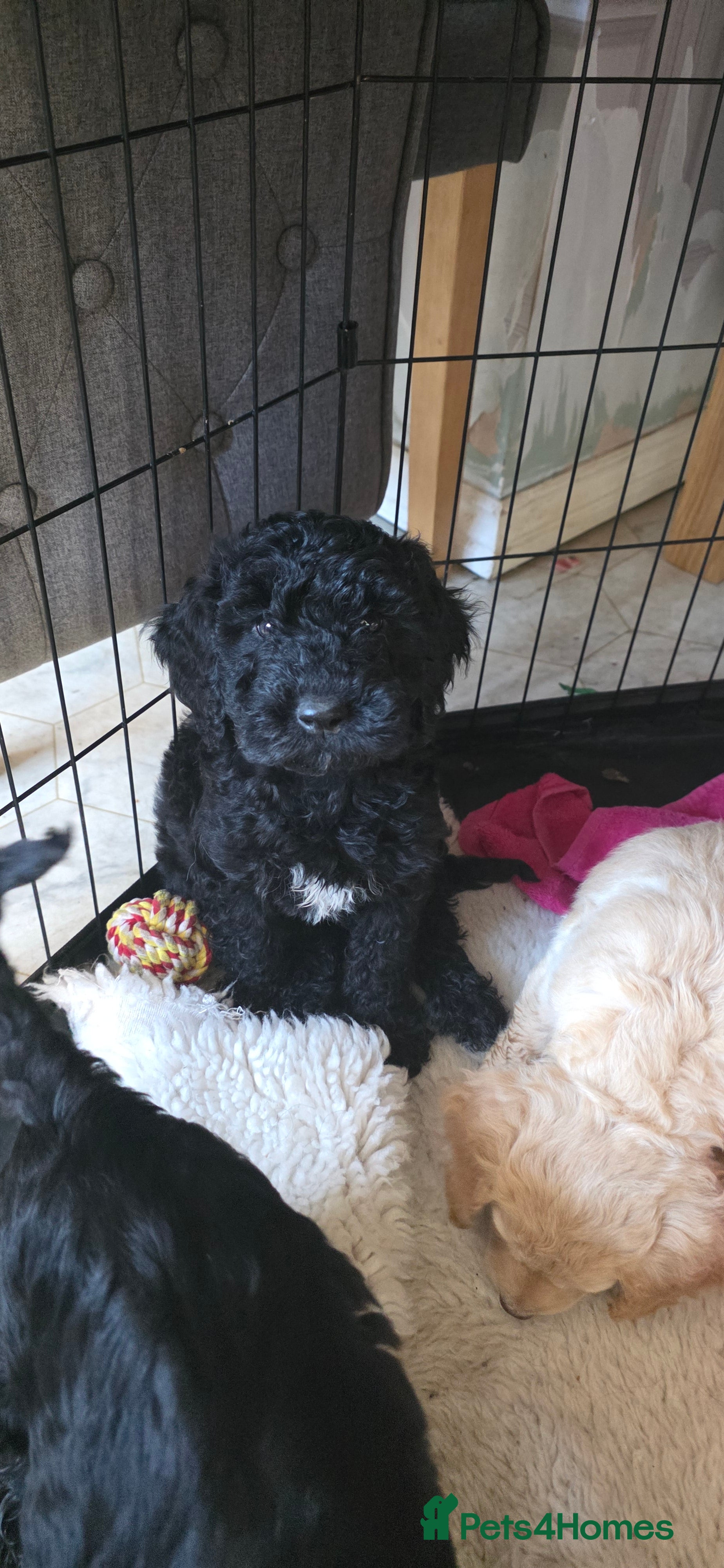 Cockapoo dogs Cockapoo puppies Ready to leave - Advert 2