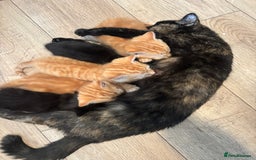 Mixed Breed cats for sale: 5 beautiful kittens - Image 2