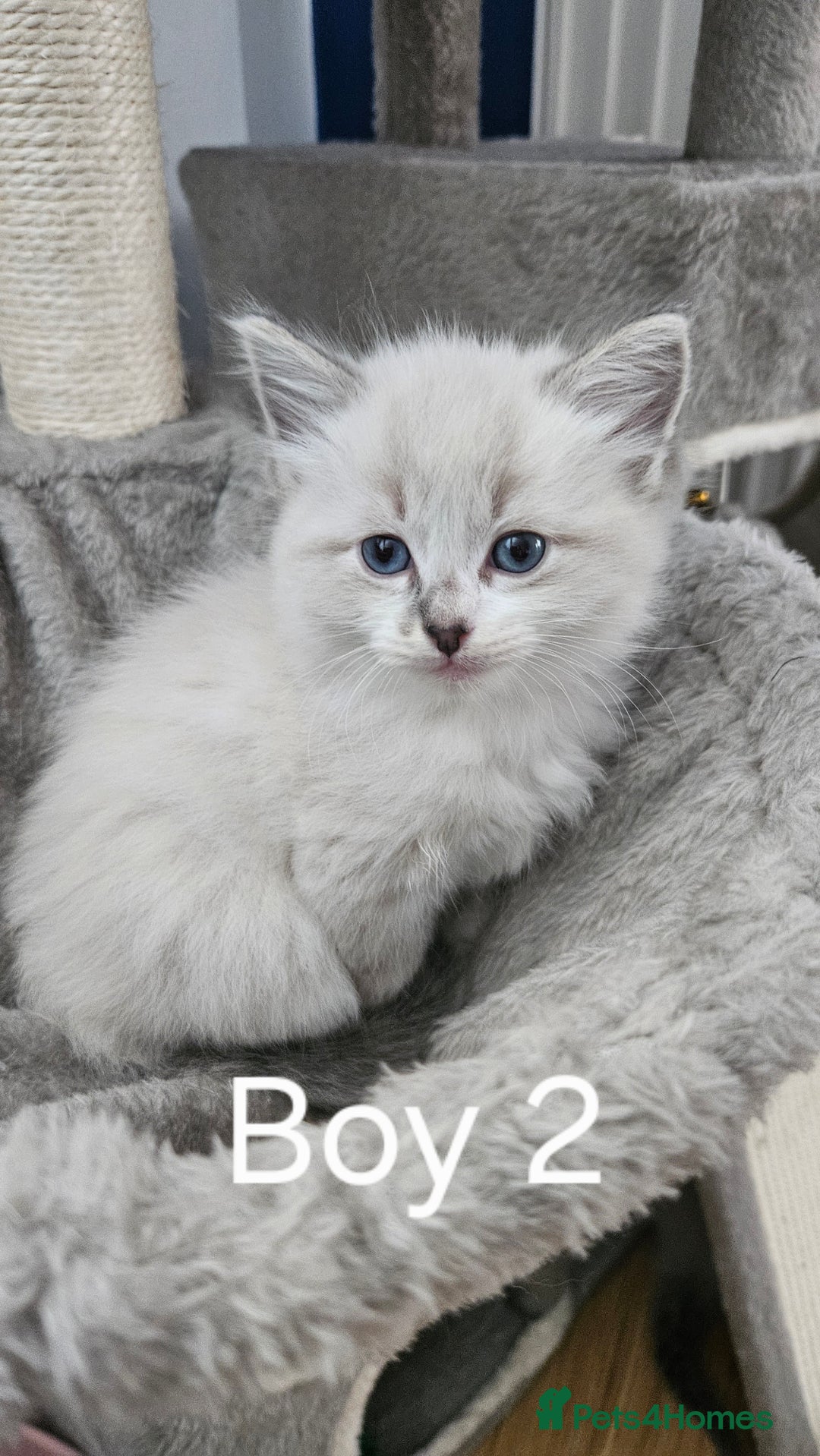 Ragdoll cats for sale: Ragdoll lynx kittens  - Advert 8