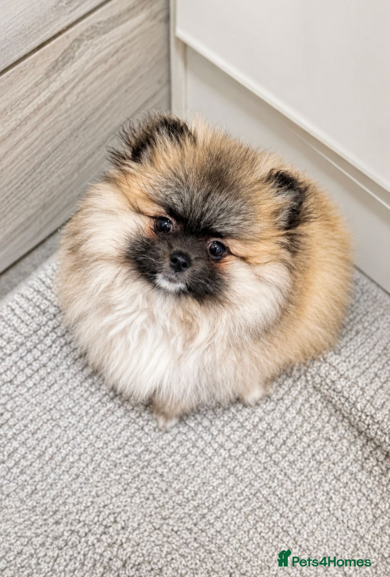 Pomeranian dogs for sale: Exceptional Teddy Bear Face Girl in Croydon - Advert 1