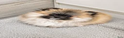 Pomeranian dogs for sale: Exceptional Teddy Bear Face Girl in Croydon - Advert 1