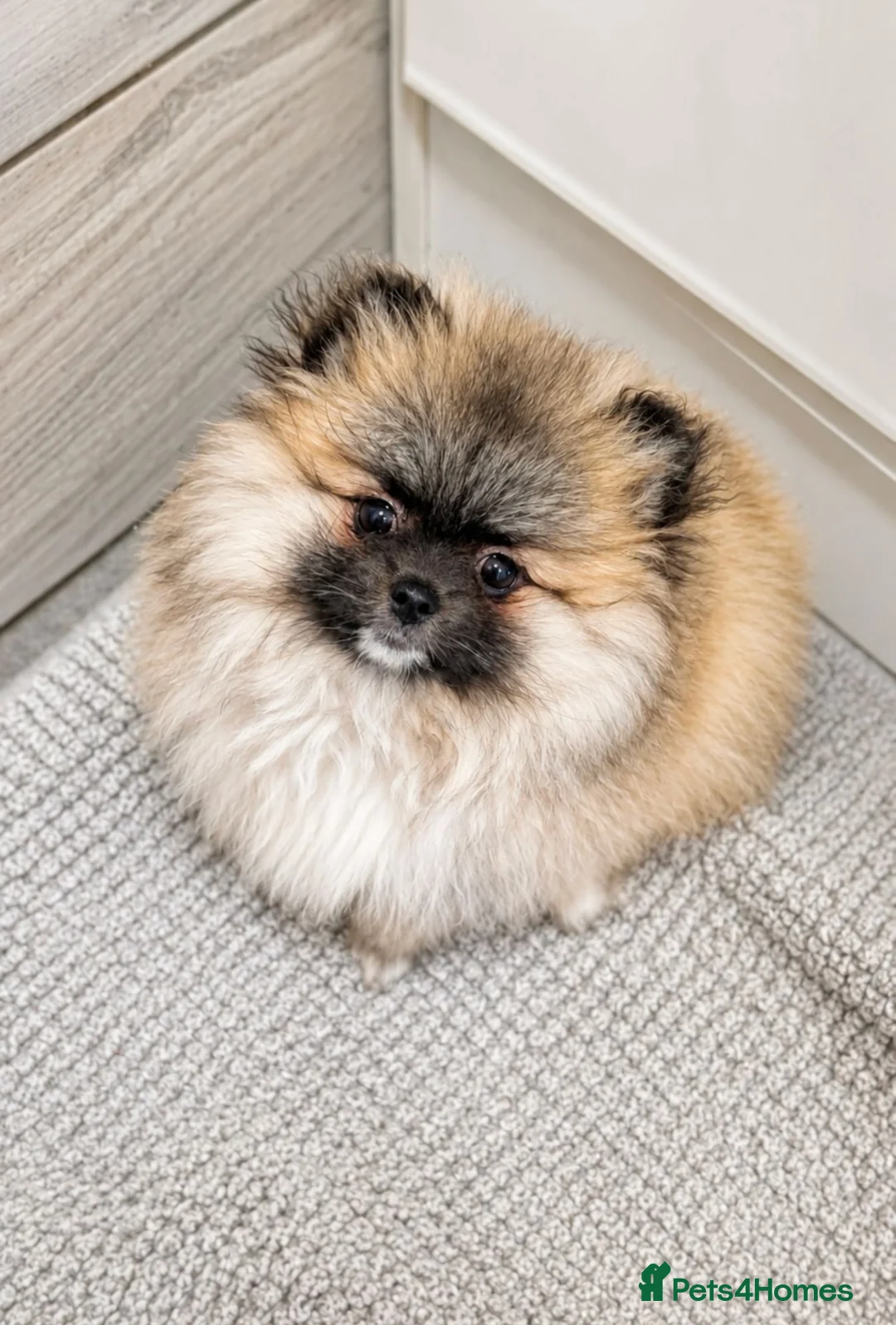 Pomeranian dogs for sale: Exceptional Teddy Bear Face Girl in Croydon - Advert 1