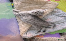 British Shorthair cats for sale: BRITISH SHORTHAIR KITTENS - Image 10