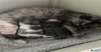 British Shorthair cats - Advert 2