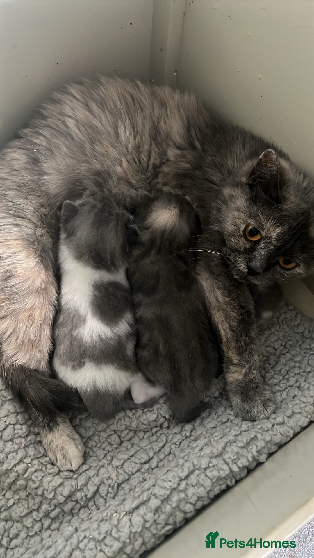 British Shorthair cats for sale: 2 Stunning British Shorthair Kittens  - Image 2