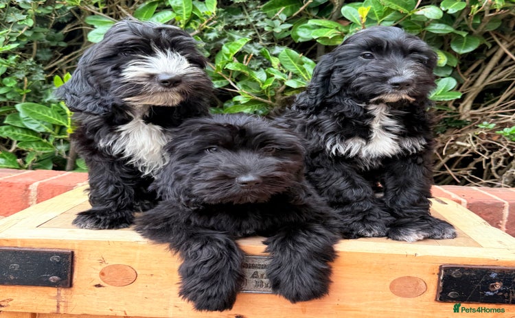 Australian Labradoodle dogs - Advert 2