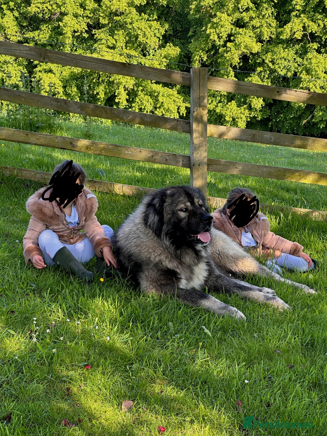 Caucasian Shepherd Dog dogs for sale: Caucasion Shepherd Puppies - Advert 5