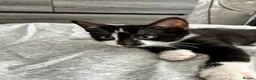 British Shorthair cats for sale: The Tuxedo Esquire, Sisters - Advert 28