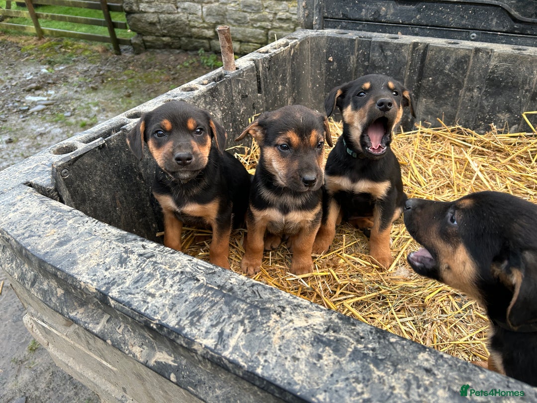 Mixed Breed dogs for sale: Huntaway X Puppies for Sale - Advert 14