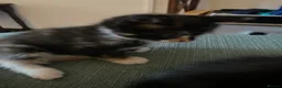 Mixed Breed cats for sale: 3  beautiful kittens - Advert 4