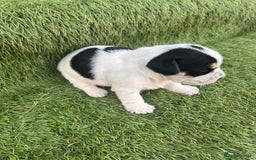 Jack Russell dogs for sale: Jack russel puppy - Image 4