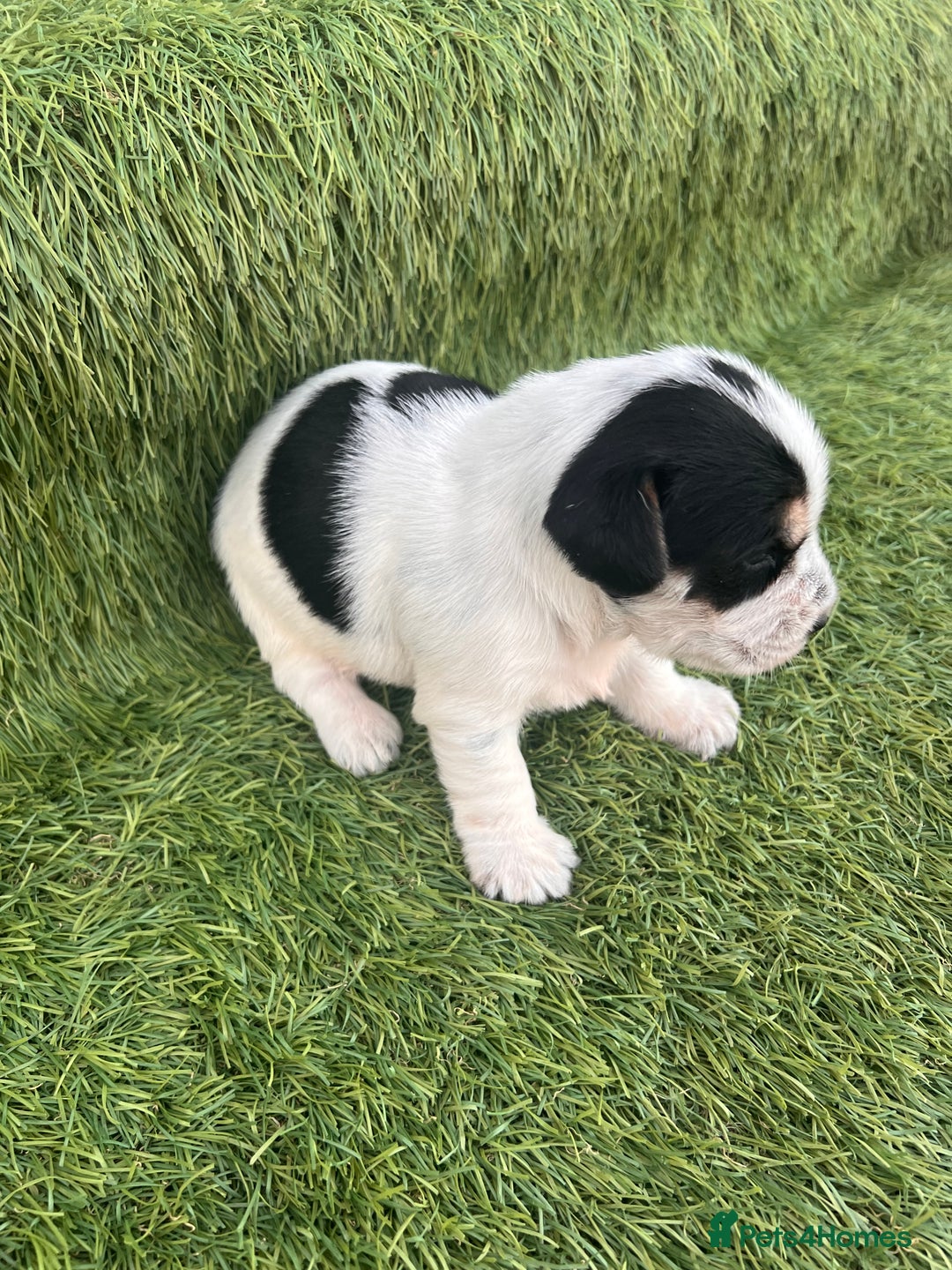 Jack Russell dogs for sale: Jack russel puppy - Image 4