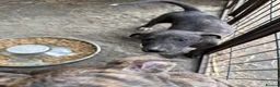 Lurcher dogs for sale: x2 Beautiful Boy Lurcher Puppies  - Advert 10