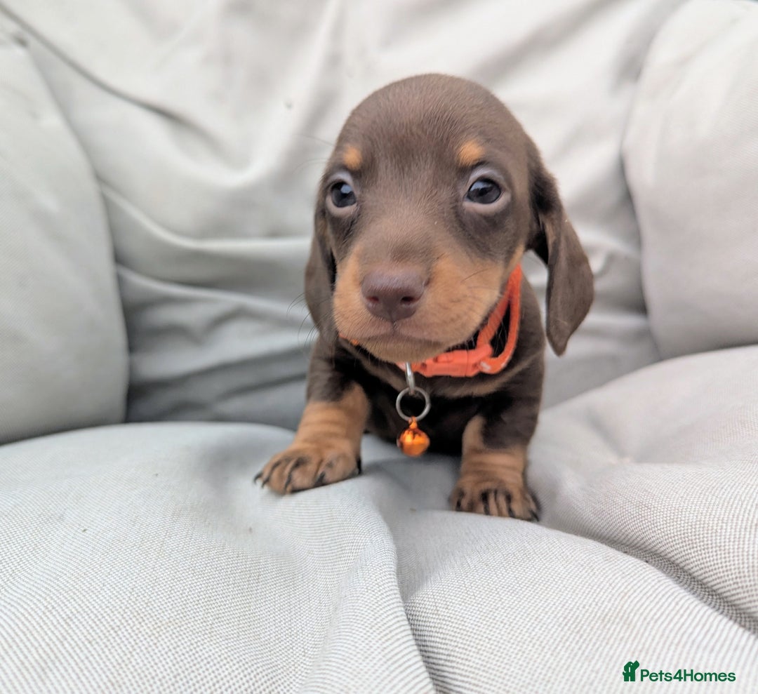 Miniature Dachshund dogs for sale: KC Registered miniature Dachshund Puppies - Image 16