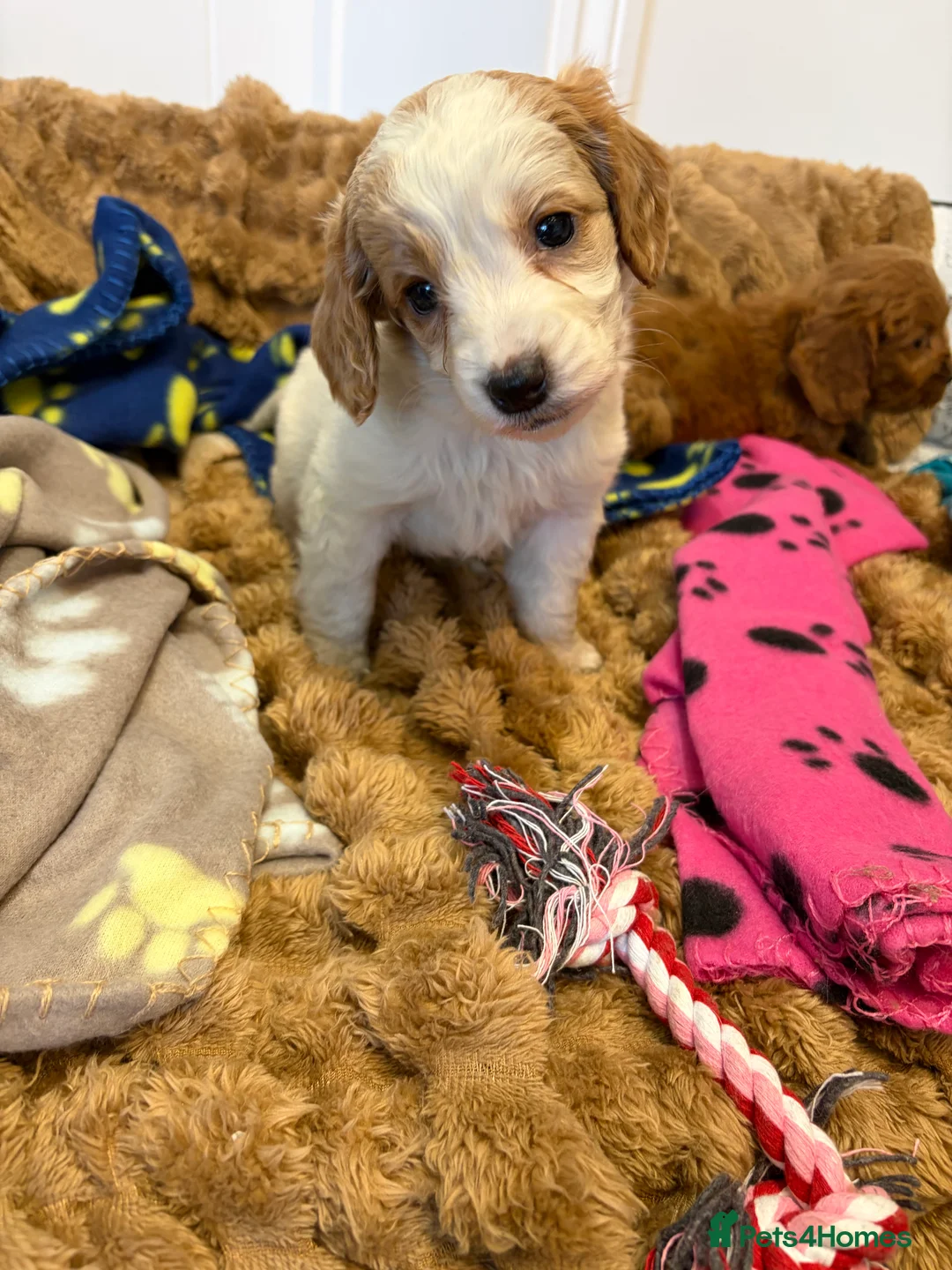 Cockapoo dogs for sale: 🐾STUNNING COCKERPOO F1 REGISTERED BREEDER🐾 - Advert 2