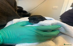 Shih Tzu dogs for sale: Teddy 5 months old Shih Tzu  - Image 11