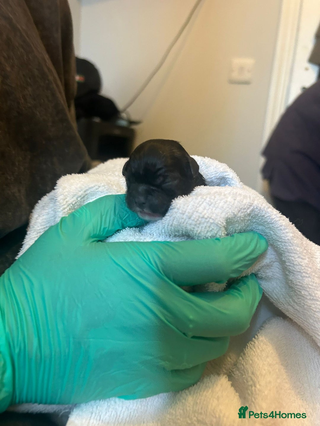 Shih Tzu dogs for sale: Teddy 5 months old Shih Tzu  - Image 11