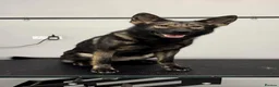 German Shepherd dogs for sale: ⚠️Working Line German Shepherds - Advert 12