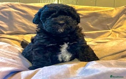 Cockapoo dogs for sale: Our gorgeous F1B Cockapoo’s  - Image 4