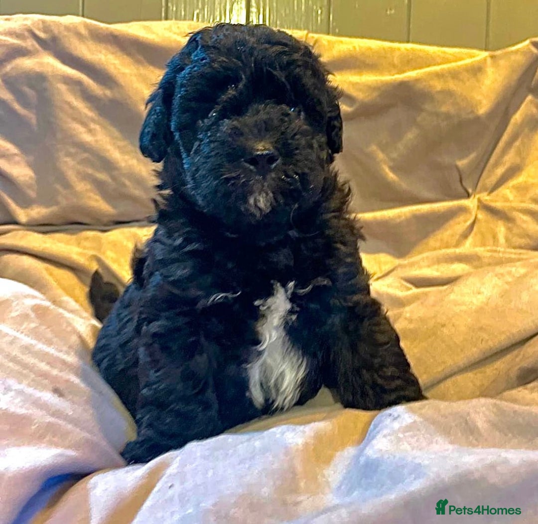 Cockapoo dogs for sale: Our gorgeous F1B Cockapoo’s  - Image 4