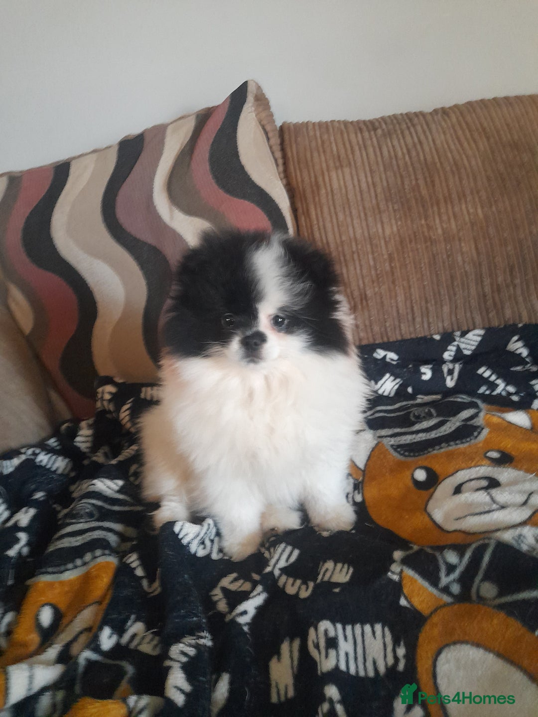 Pomeranian dogs for sale: Stunning pomeranian puppy  - Advert 5